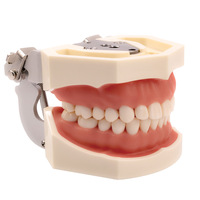 Model dentystyczny model zębów zęby gumowe Model nauczania standardowy Model dentystyczny Typodont demonstracja z wymiennym zębem 200H 1